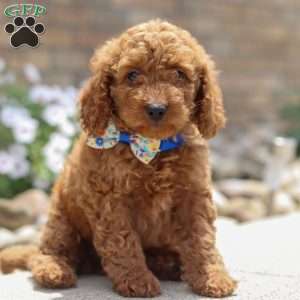 Harley, Mini Goldendoodle Puppy